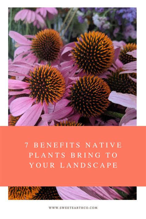 7 Benefits Native Plants Bring to Your Landscape — Sweet Earth Co.