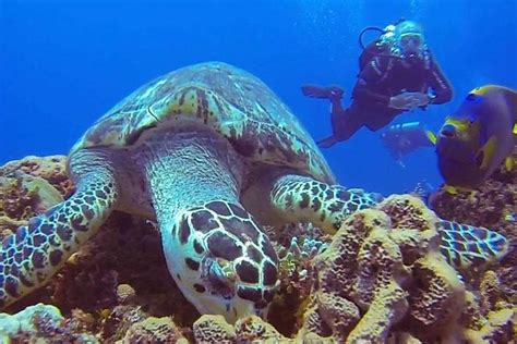 Private Three-Hour Introductory Scuba Diving Lesson 2024 - Cozumel