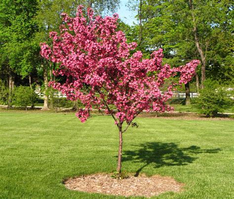 Oklahoma Redbud Tree: How To Grow And Care - PlantNative.org