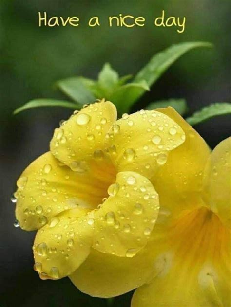 a yellow flower with water droplets on it and the words have a nice day above it