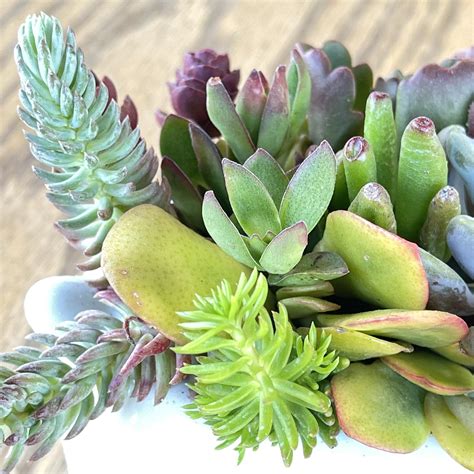 Do Succulents Need Sunlight? - Growing Indoor Succulents | Zensability