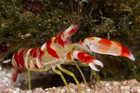 Pistol Shrimp – Detailed Guide: Care, Diet, and Breeding - Shrimp and Snail Breeder