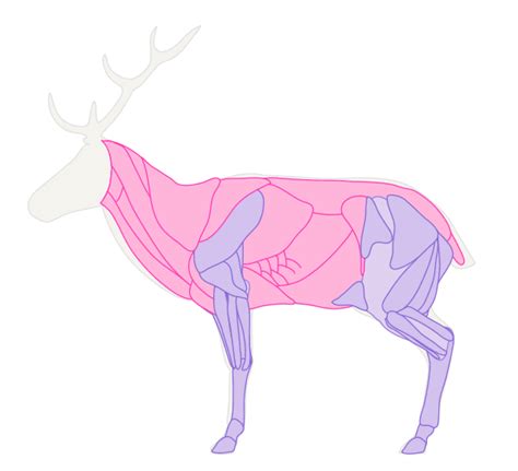 Full Body Whitetail Deer Drawings