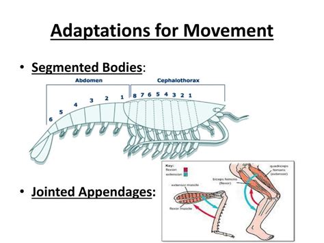 PPT - Arthropods PowerPoint Presentation, free download - ID:1969350