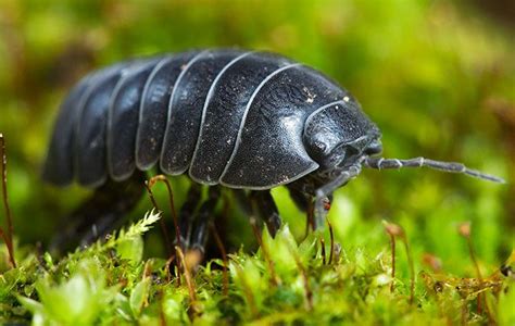 The woodlice with whom you share your garden – and your home – are ...