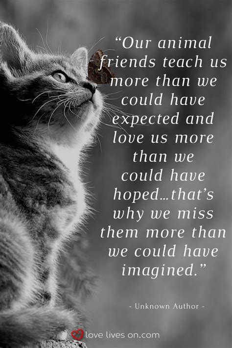 100+ Best Sympathy Quotes | Pet grief, Cats, Animals friends