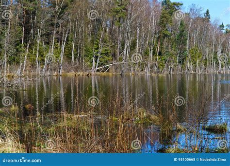 Swamp, Bog, Marsh, Mire, Wetland, Fen, Morass, Quagmire, Slough, Marshland Stock Photo - Image ...