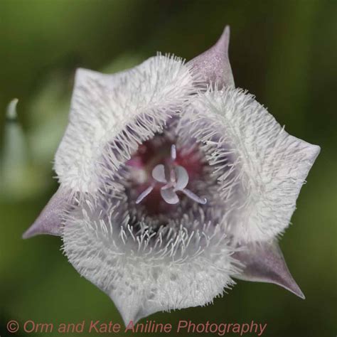 Orm and Kate Aniline Photography | Cat's Ear Flower