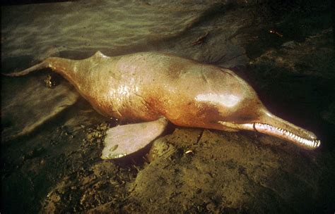 .: Blind Indus dolphin survey concludes in Sindh