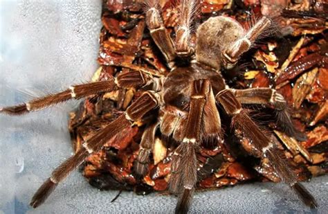 Goliath Birdeater - Description, Habitat, Image, Diet, and Interesting ...