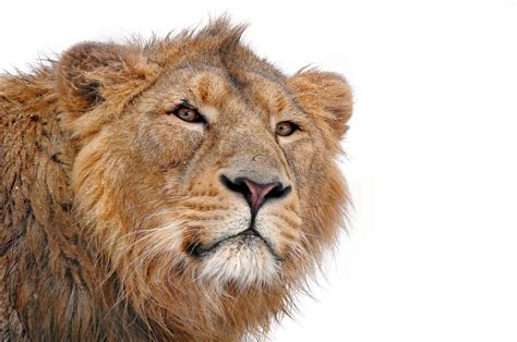 Download Animal Lion 4k Ultra HD Wallpaper