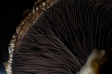 Mushroom Macro Photography - How to light the lamellae of your fungi