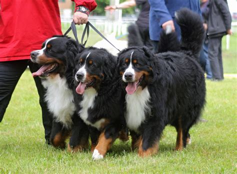 Bernese Mountain Dogs at dog show | A group of three Bernese… | Flickr