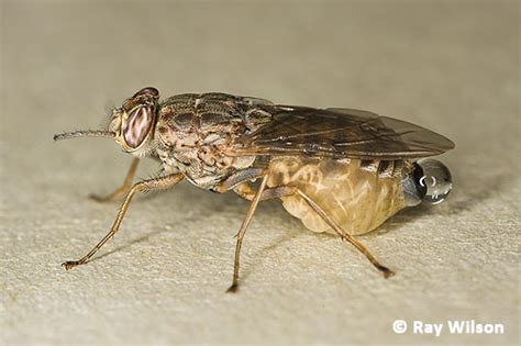 Tsetse Fly (Glossina morsitans & G. palpalis)