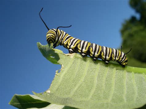 Milkweed: The Metamorphosis of a Plant | Edible Toronto