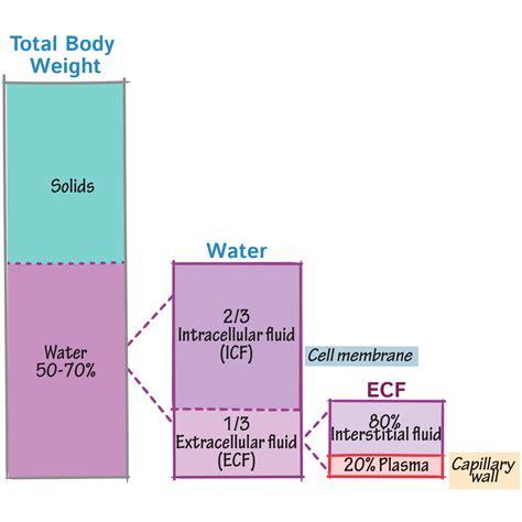 Body Water Compartments | Draw It to Know It | Extracellular fluid, Physiology, Body fluid