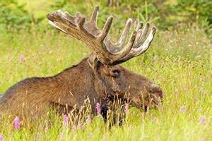 Maine moose population getting healthier - Outdoor News