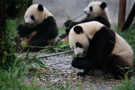 Panda Transfer Falls Victim to Fallout Over Missing Plane - The New ...