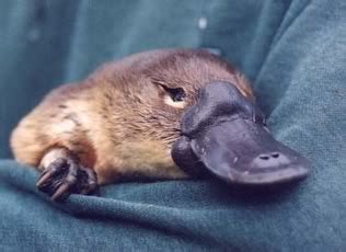 Platypus!: Pet Platypus Not For Sale