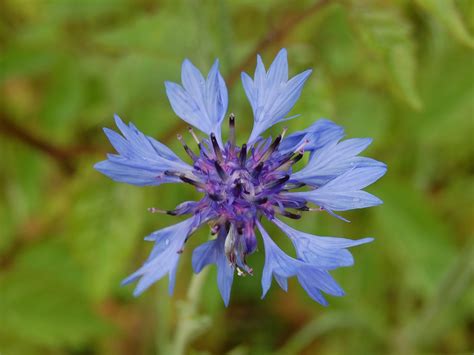 Brenda's "Texas Wild" Garden: Cornflower