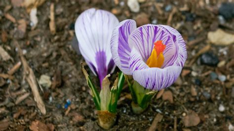 Crocus Flowers Blooming - LAND DESIGNS UNLIMITED LLC