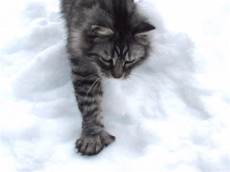 THE HISTORY OF THE POLYDACTYL MAINE COON CAT