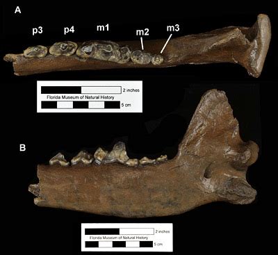 Canis dirus – Florida Vertebrate Fossils