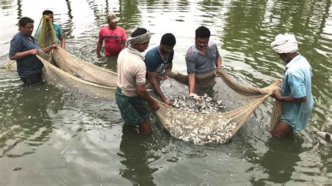 Techniques In Fish Farming : చేపల పరిరక్షణలో మెళుకువలు.!