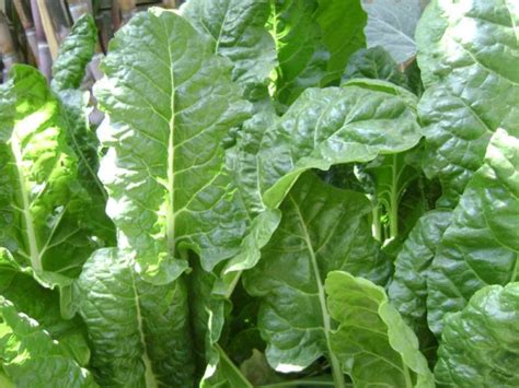 Growing Spinach in Beds, Palak Plant Spacing, Care | Gardening Tips