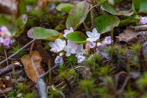 Mayflowers (Epigaea repens)