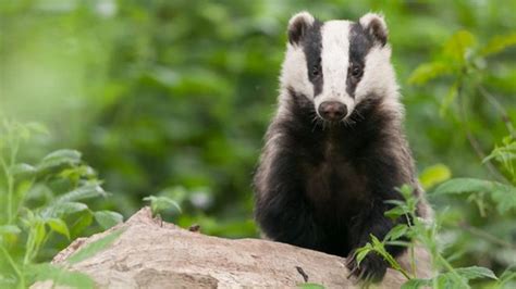 Badger baiting: 'Hundreds' illegally killed every season - BBC News The Big E Fair, Post Animal ...