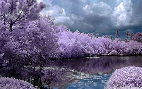 Lavender Trees - Wallpaper, High Definition, High Quality, Widescreen