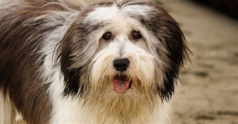 Polish Lowland Sheepdog Pictures - AZ Animals