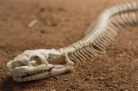 Snake-Skeleton part 2 | Exposure: 0.04 sec (1/25) Aperture: … | Flickr