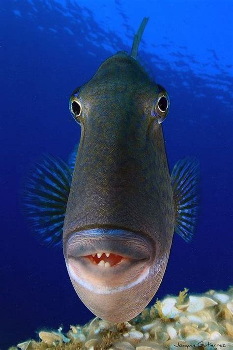 a close up of a fish on a reef with water in the backgroud