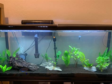 Just set up my 55 gallon tank! Any suggestions are welcome. : Aquariums