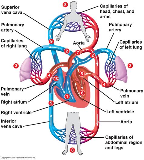 Blood Flow Through The Heart And Blood Vessels Diagram Heart