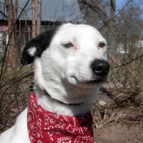 The Humane Society's Pets Fur People: East Texas No Kill Animal Shelter & Pet Adoption: Tyler, TX