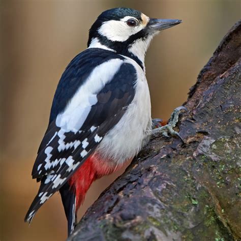 Great Spotted Woodpecker resting on a branch in its habitat - GardenBird