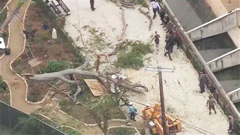 San Antonio Zoo tree branch falls, sends 7 people to hospital, city's fire department says ...