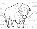 Bison Coloring Pages sketch template