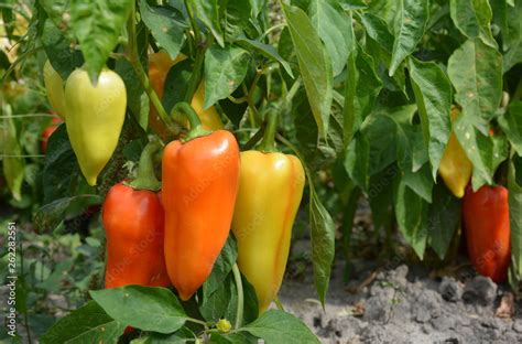 Bell pepper planting in the garden. Growing, harvesting sweet bell ...