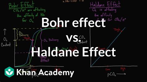 Bohr effect vs. Haldane effect | Human anatomy and physiology | Health & Medicine | Khan Academy ...