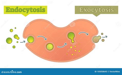 Endocytosis And Exocytosis Diagram Royalty Free Vector Image | Images ...