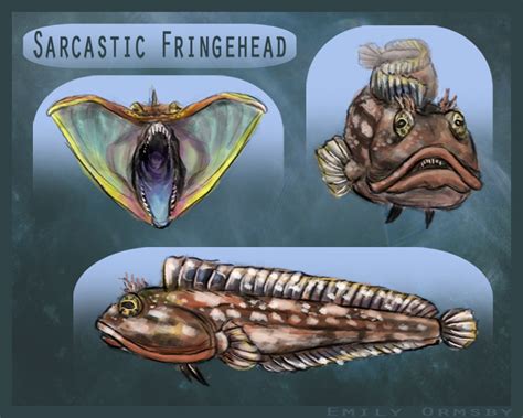 Sarcastic Fringehead Studies by DerOjor on DeviantArt