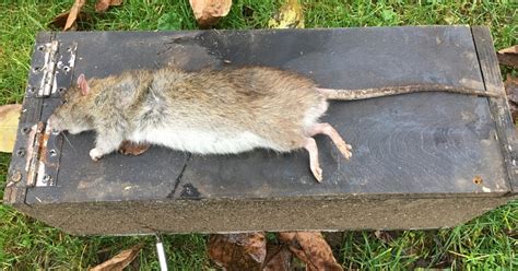 Horrifying pics show biggest ever 'super rats' caught on camera in ...