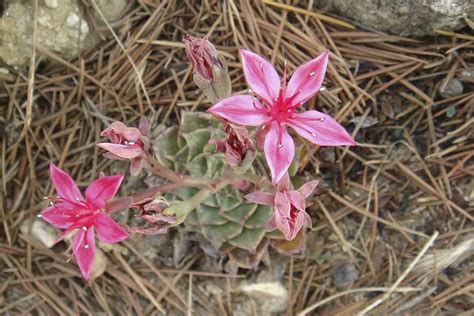 11 Gorgeous Succulents with Pink Flowers (+Bloom Timeline)