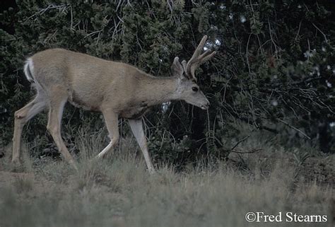 PIKES PEAK - MULE DEER - STEARNS PHOTOGRAPHY - CENTENNIAL, COLORADO