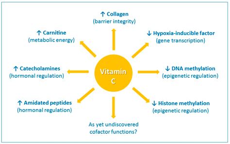 Nutrients | Free Full-Text | Vitamin C and Immune Function