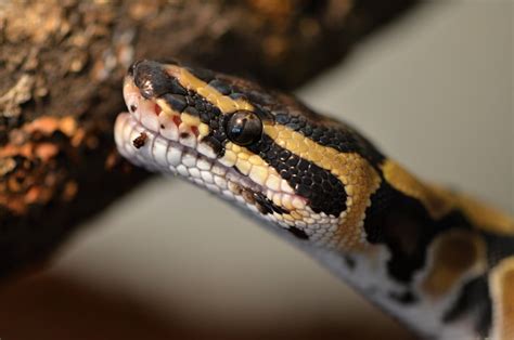 Feeding Your Ball Python (Complete Ball Python Diet Guide)